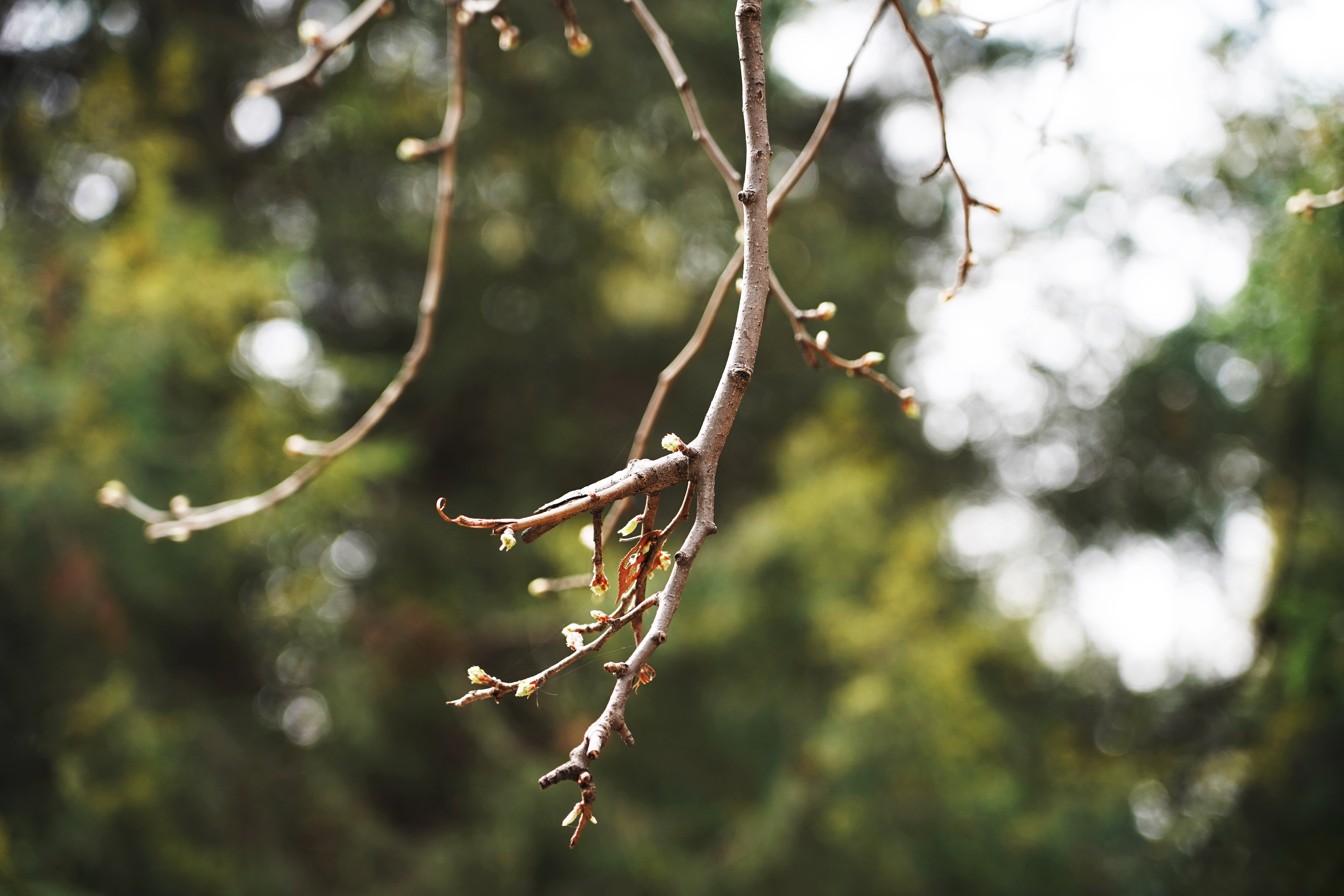 清波一勺买千钱？不能为武汉下一场樱花雨，不妨在这儿品百花香