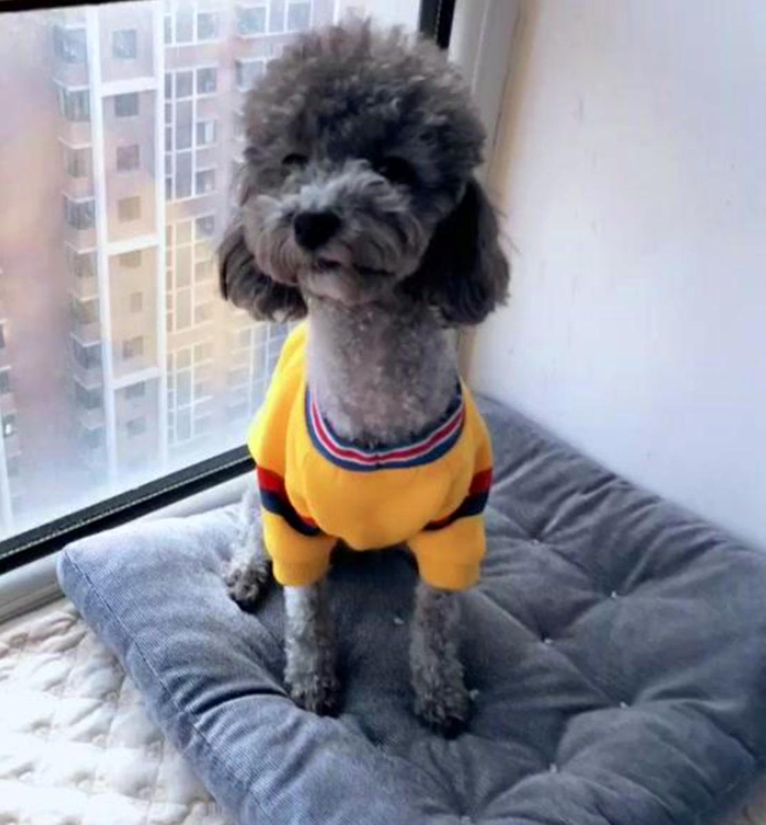 泰迪帮主人看孩子,泰迪看到主人回来露肚皮