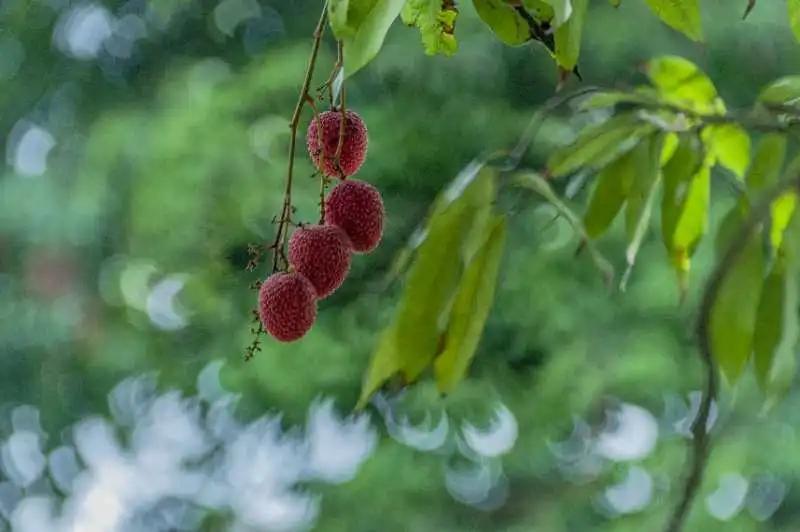 荔城无处不荔枝翻译,荔城无处无荔枝