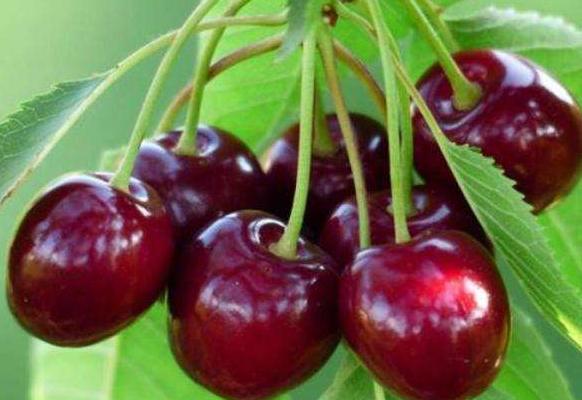 樱桃好吃怎么摘,樱桃甘甜水灵怎么吃
