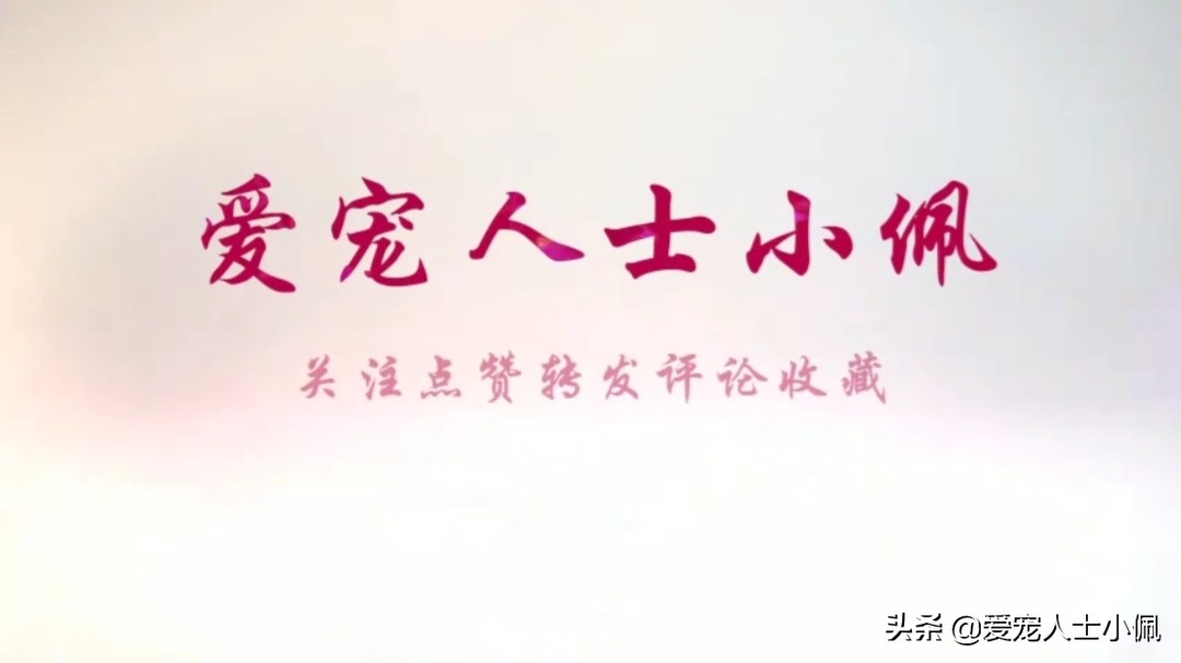 新手养狗怎么注意犬瘟细小,细小很严重如何判断狗狗得了细小