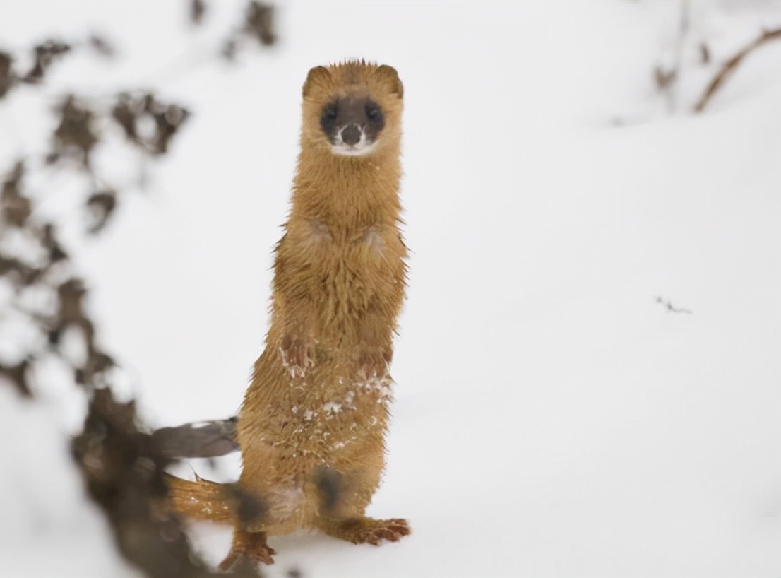 黄鼠狼讨封成精后怎么处理,黄鼠狼成精向人讨封怎么回答