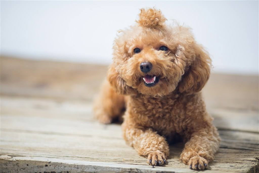 人工喂养刚出生的小狗怎么排便,刚出生的小狗怎么喂养才能活下来