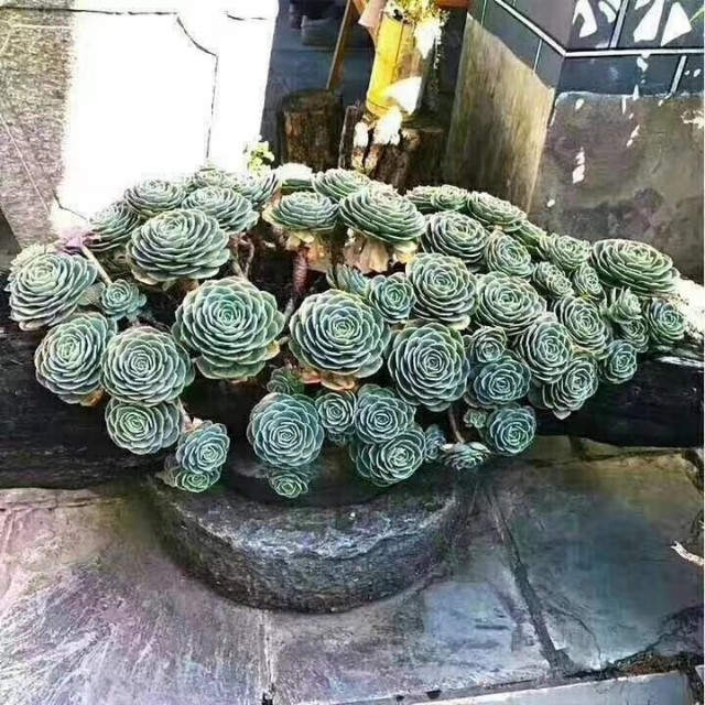 玉蝶直接种地里,个个漂亮长势好!玉蝶度夏这样做,没毛病