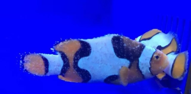 观赏鱼白点病是什么原因造成的,观赏鱼怎么预防白点病