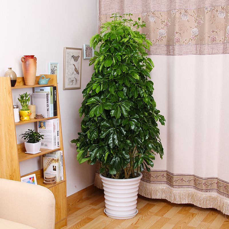 养花新手都可以养爆盆的室内植物,适合室内水养养不死的大型绿植