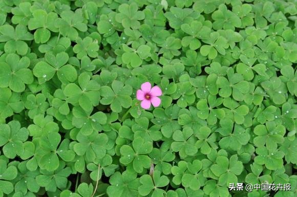 适合花园的花花草草,如何打造四季都有花的花园