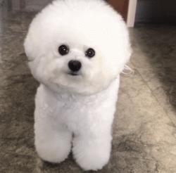 比熊犬好处,比熊犬为什么不建议新手养