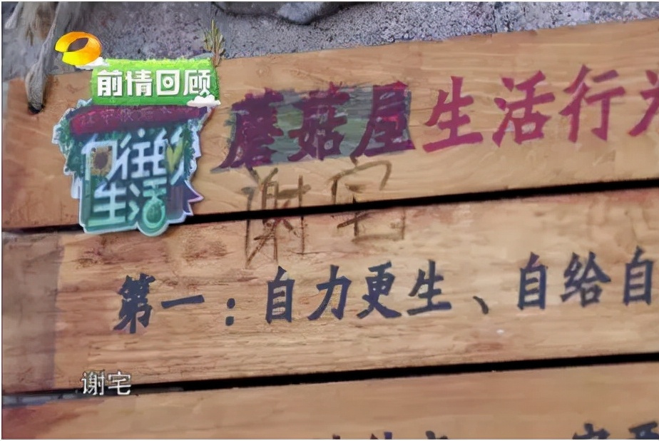 谢娜低谷经历,谢娜事业为何走入低谷