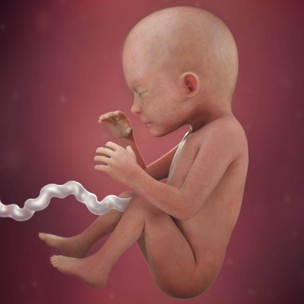 怀孕40周，胎宝宝每周长啥样？