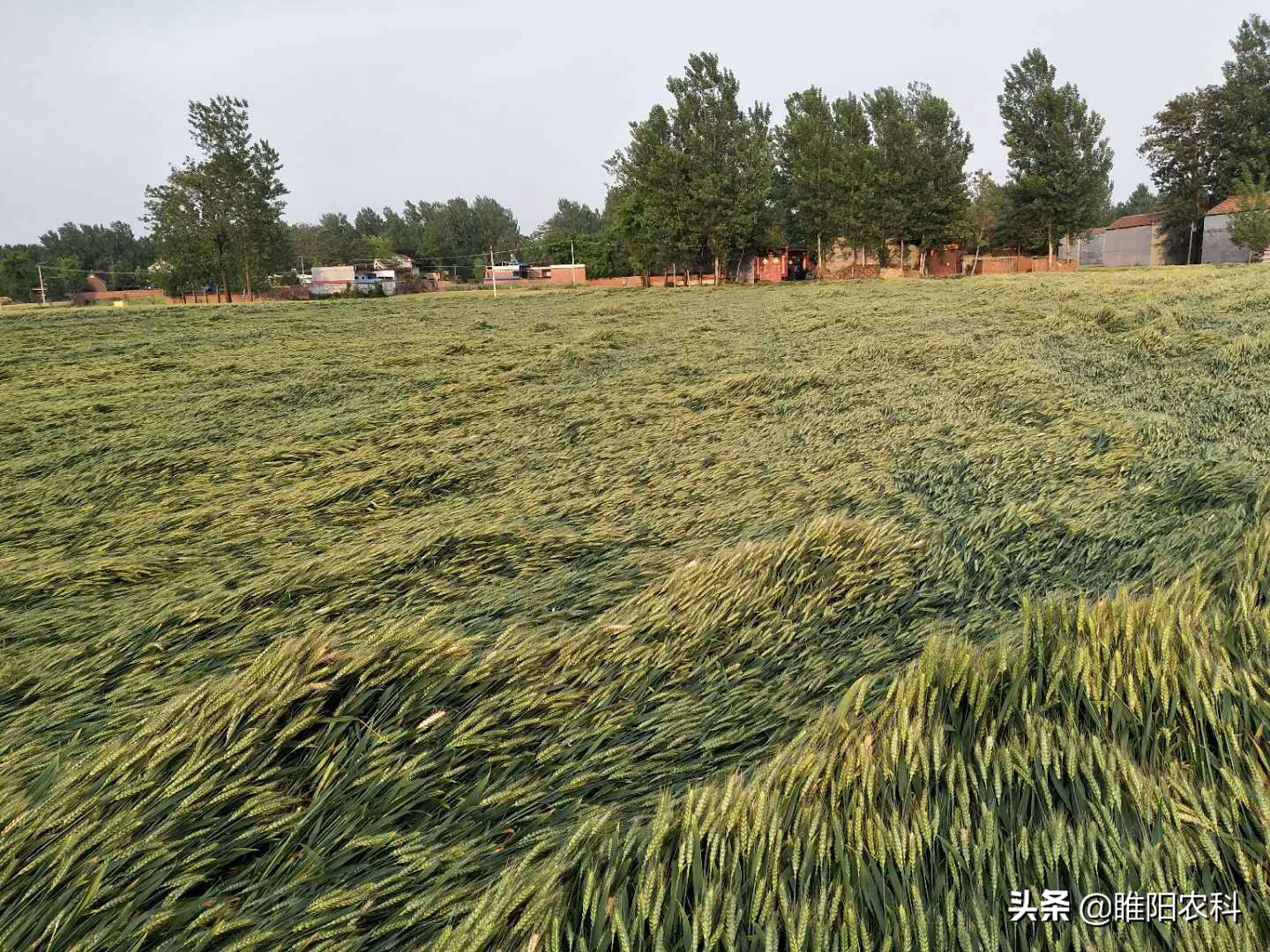 控制小麦旺长用什么药最好,小麦控旺多效唑用量多少克
