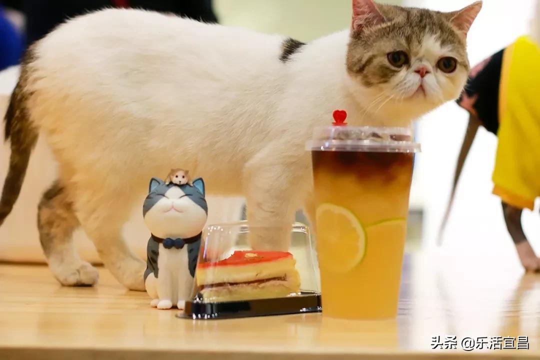 等阴霾散去，春暖花开时节，我想和你一起在宜昌做这100件事