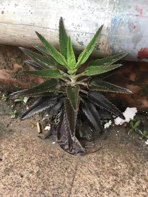 长寿花如何嫁接到不死鸟,长寿花这样嫁接花期长还不会烂根