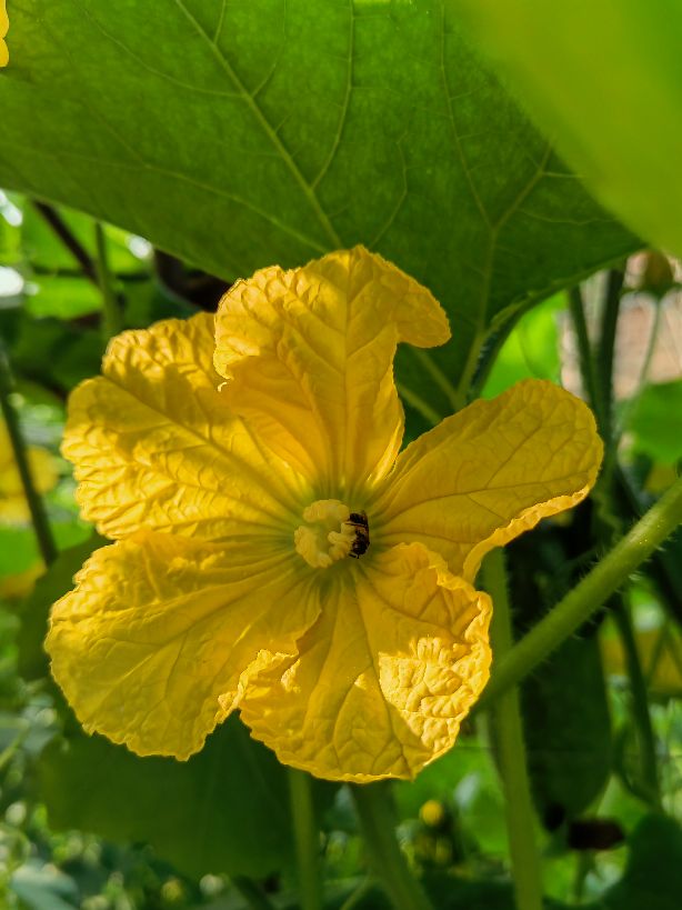 散文：黄黄的瓜花儿