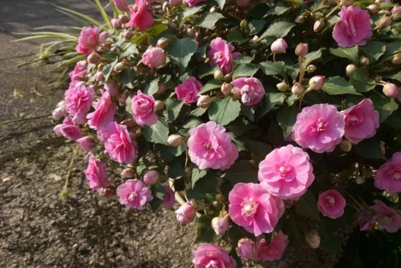 我是这样开爆的，1盆非洲凤仙3年奋斗史，看完你也试试