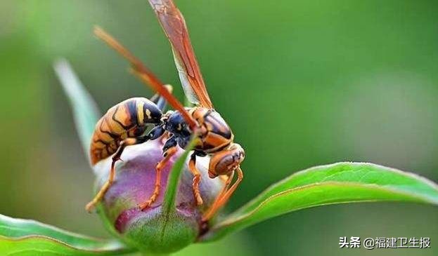 被大马蜂蜇伤有什么反应,被毒蜂蜇伤后的紧急处理方法