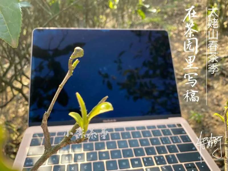 春茶即将结束夏茶将开始,春茶采茶季即将结束