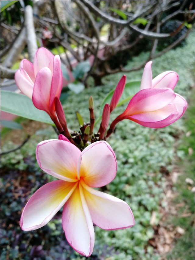 小区的广玉兰花开了,鸡蛋花树开花图片