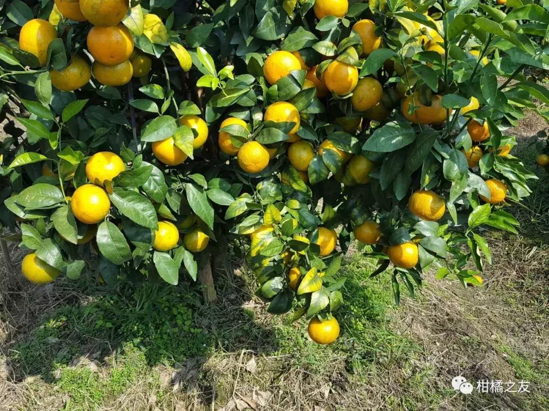 柑橘硼镁锌,柑橘缺镁硼