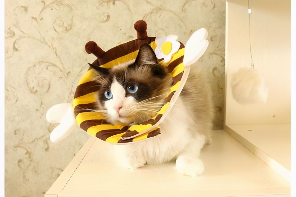 猫的伤口化脓成一个洞会死吗,猫的伤口化脓成一个洞