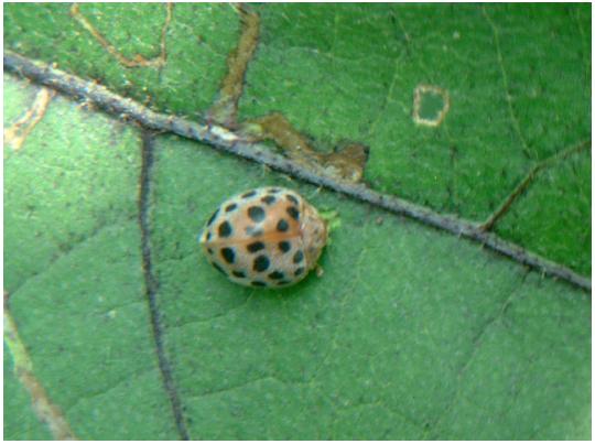 如何利用有益的瓢虫防治害虫,瓢虫用什么农药防治效果好