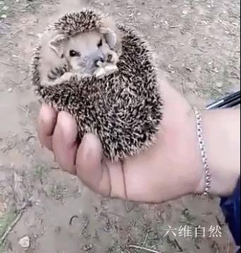 刺猬常常把它的身体缩成一个圆球,刺猬受到惊吓缩成一个球