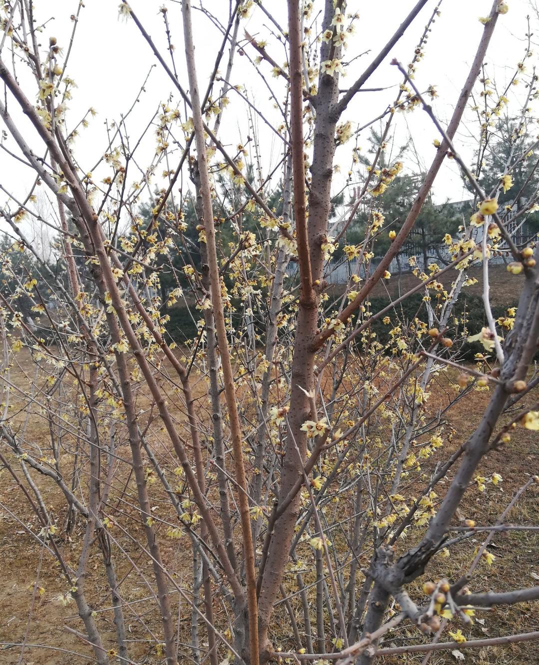 映日荷花别样红湖中美景,莲叶无穷碧映日荷花别样红美景