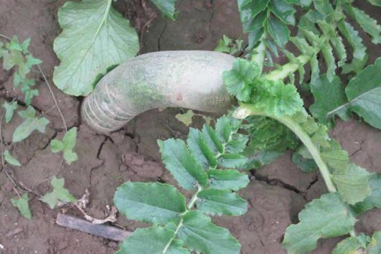 萝卜糠心的原因及防治方法,裂开的胡萝卜营养更好吗