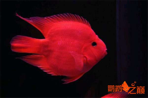 红鹦鹉鱼种类,红白鹦鹉鱼种类