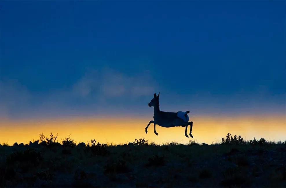 自然摄影入门,如何拍摄生态摄影