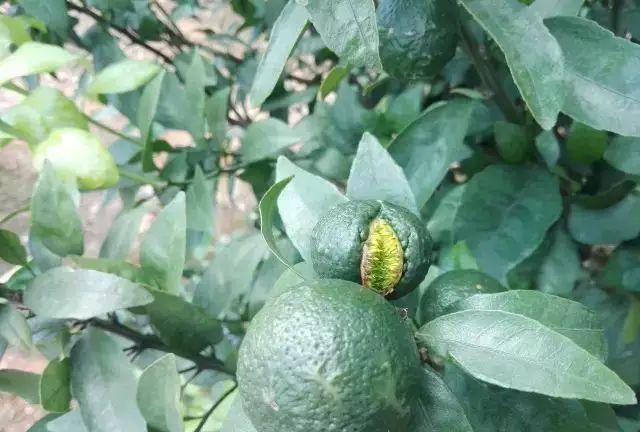 柑橘裂果高峰期什么时候,柑橘裂果最佳防裂方法