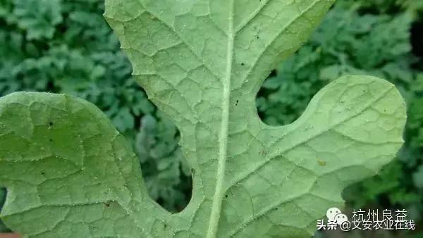 西瓜病虫害防治方法,盆栽西瓜怎么预防虫害