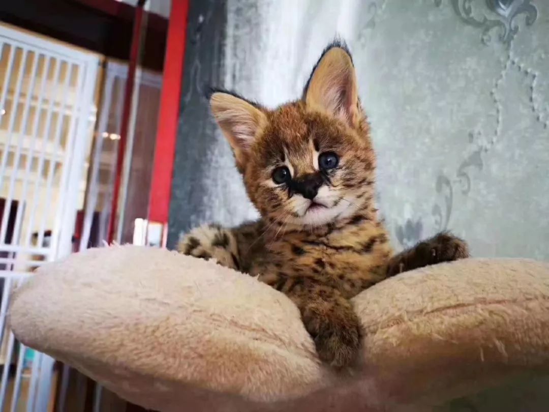 宠物店办理会员卡一般哪个系统,宠物店会员卡服务流程