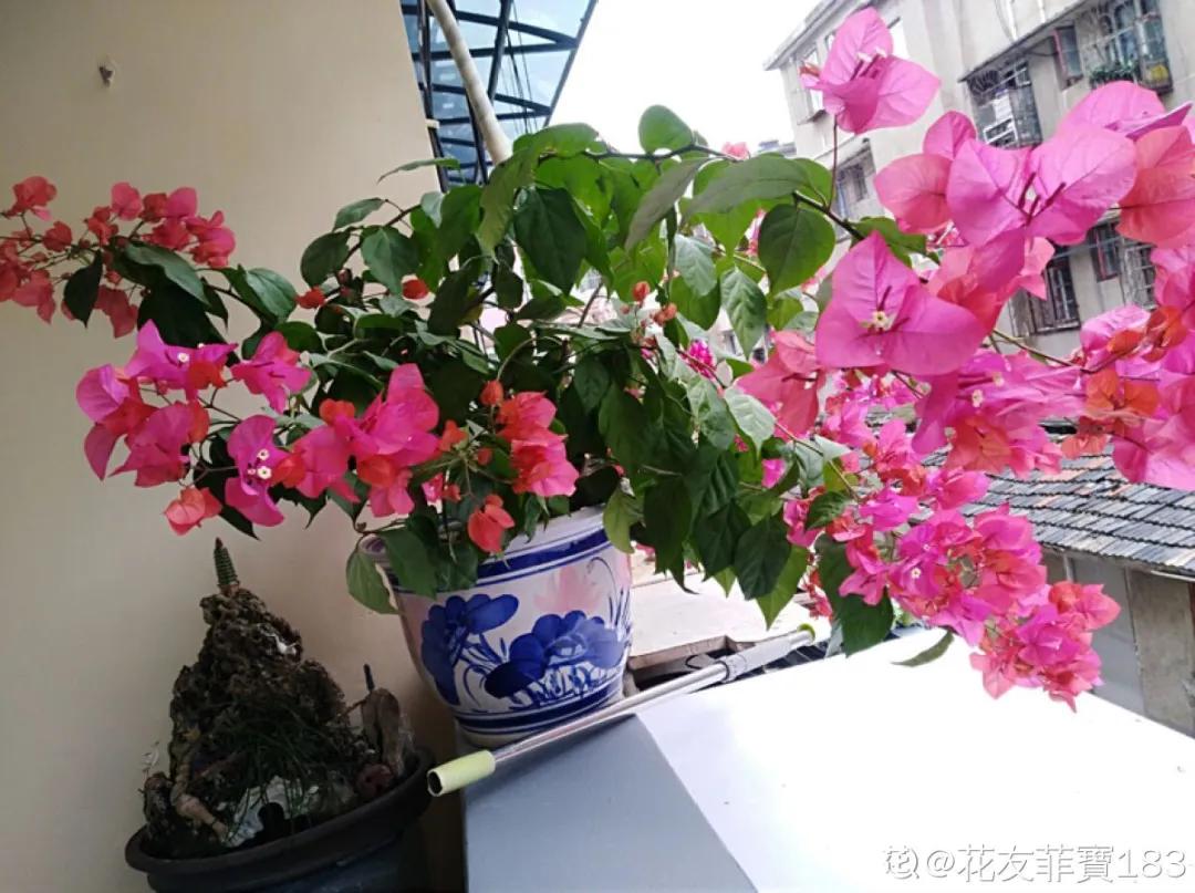 花买回来叶子蔫了怎么办,花掉花苞有什么好方法吗