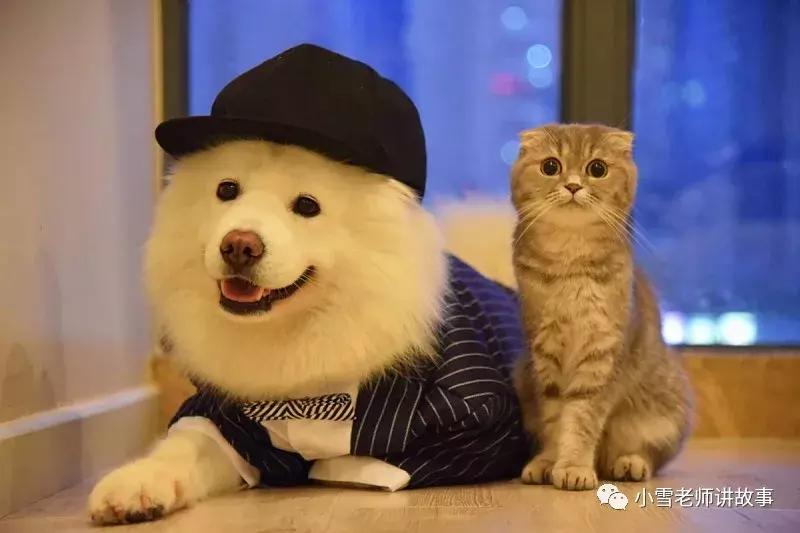 土拨鼠当宠物养合法吗,宠物土拨鼠能只养一只吗