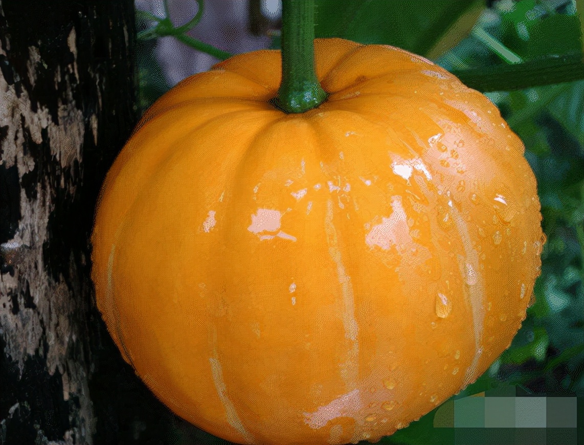 羊肉不能和哪些食物一起吃的,羊肉不能和什么同食