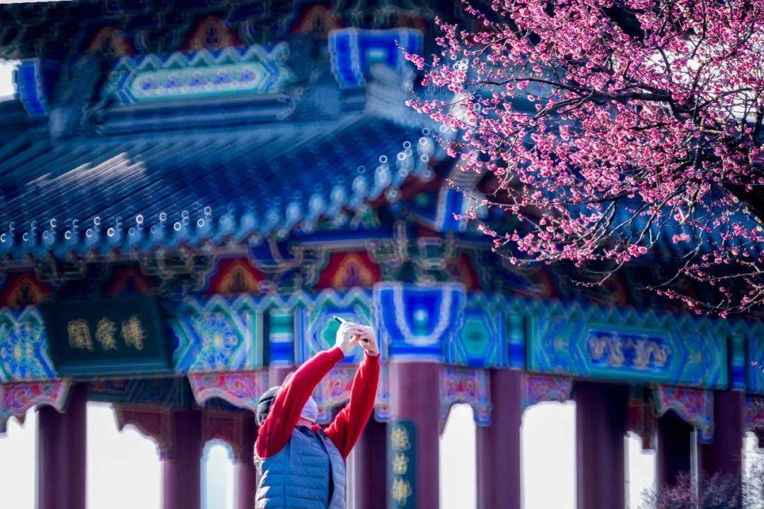 南京梅花文化源,南京梅花特点