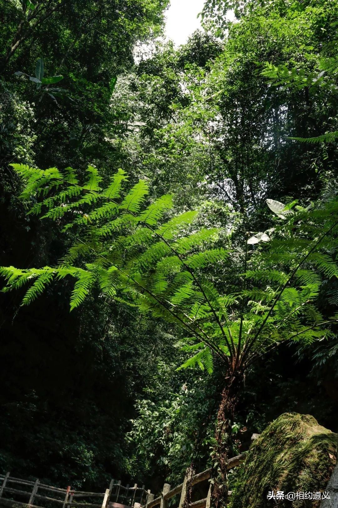 赤水大瀑布 侏罗纪公园 (贵州赤水侏罗纪公园攻略)