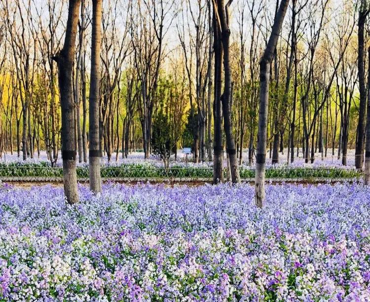 北京西边二月兰观赏地,和平之花莫愁湖公园二月兰盛放