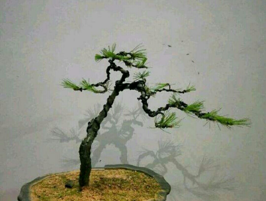 盆景造型的蟠扎弯曲方法图解,盆景漂亮的根是怎么做出来的