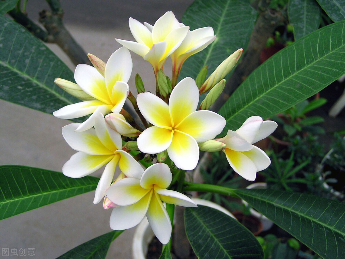 什么花的花语是重新开始,十朵花的花语是什么意思