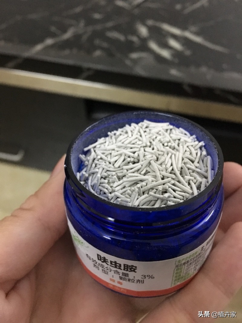 柠檬树有虫子怎么治,柠檬树有虫用什么药