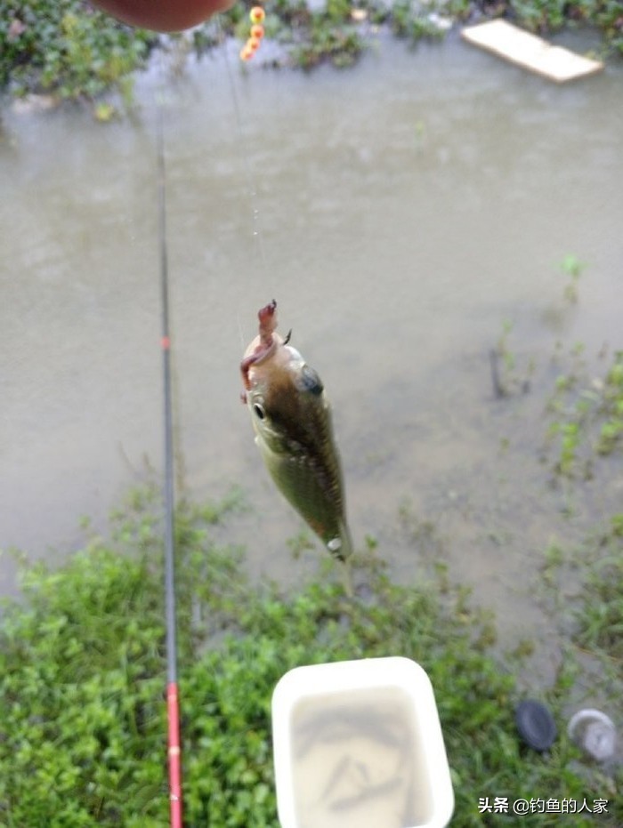 用蚯蚓钓鱼七星漂怎么调漂,用蚯蚓七星浮漂钓白条
