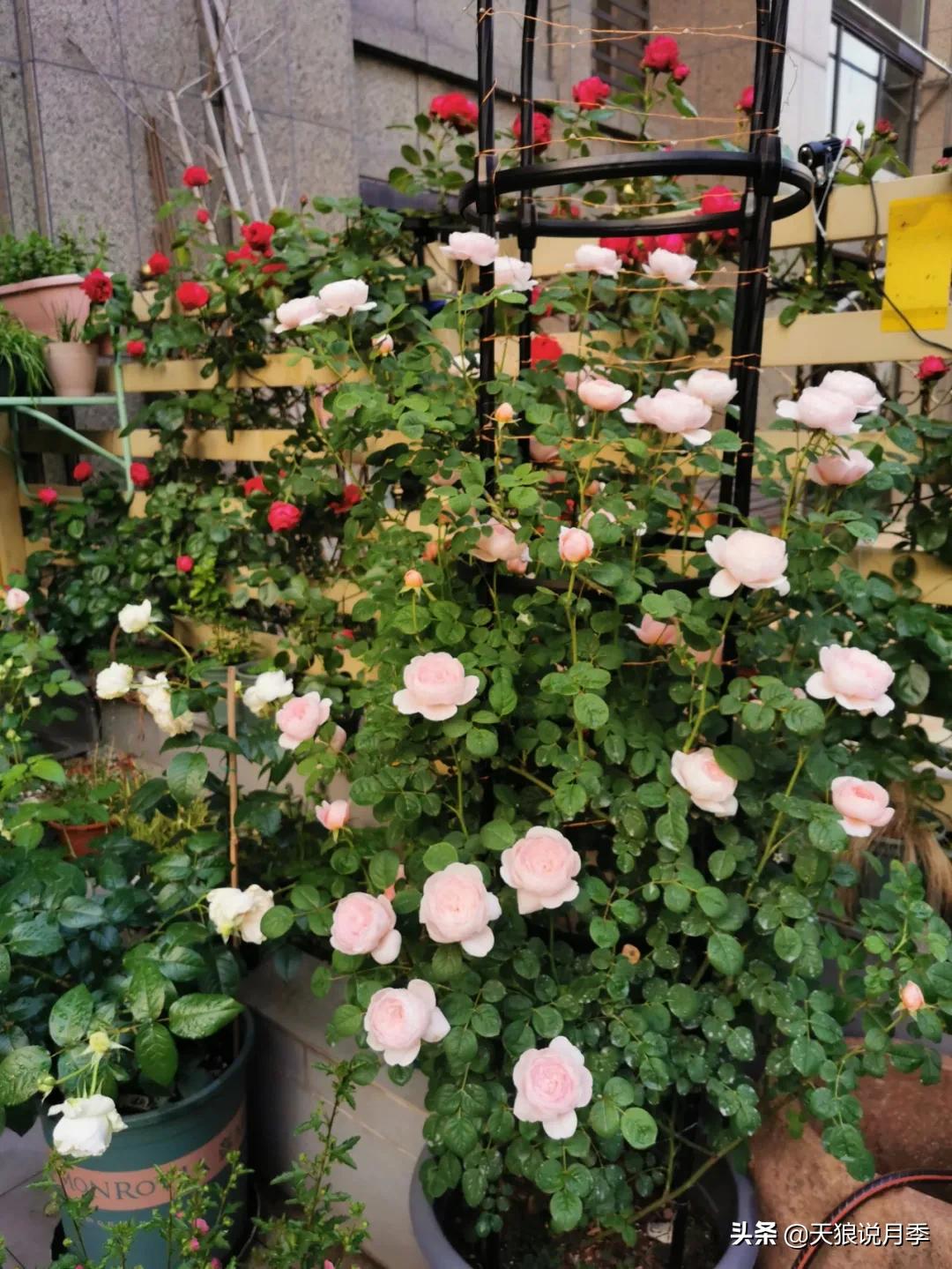 花友家的春花都开爆爆爆了，快来云赏花！（上）