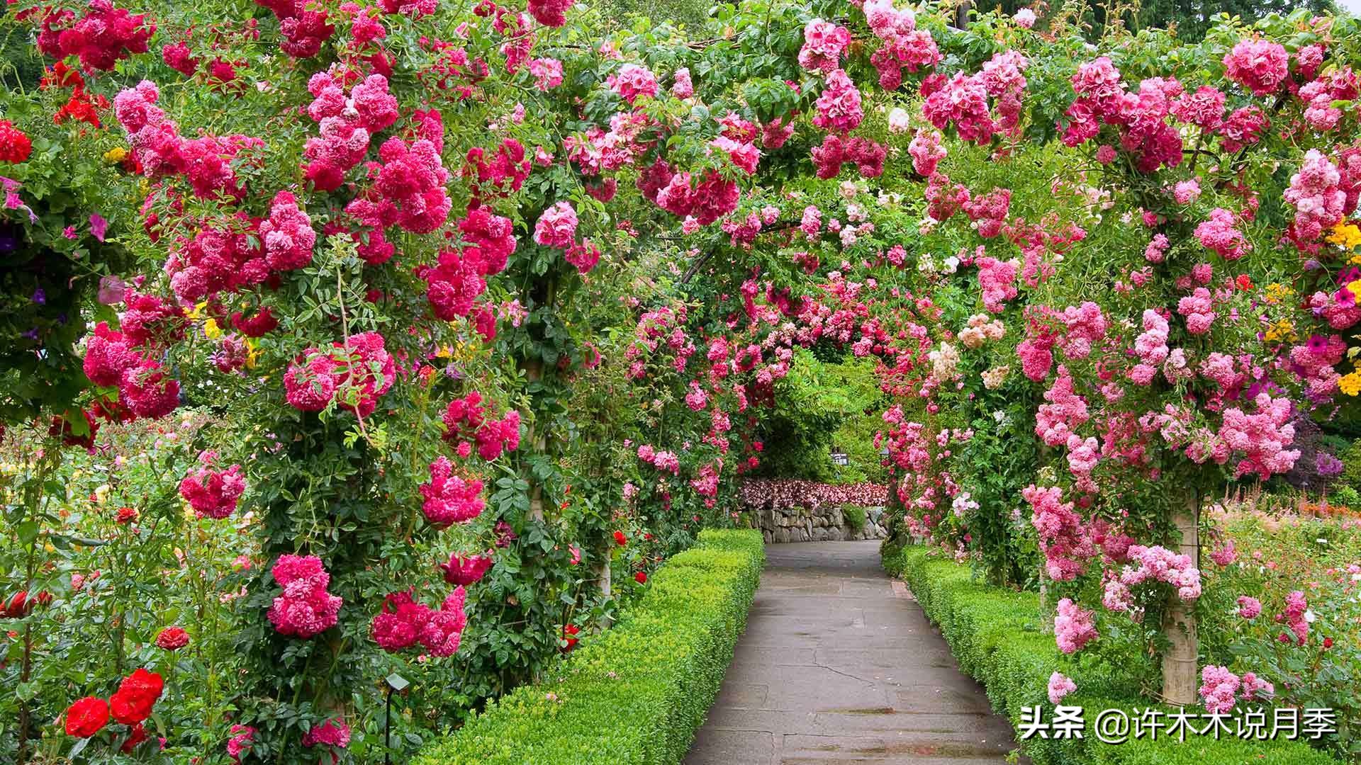 适合阳台养的月季品种推荐,盆栽月季哪些品种比较好养