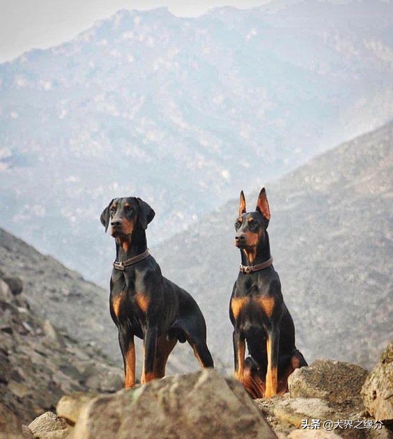 世界公认十大最强护卫犬,四大猛犬排行榜护卫犬