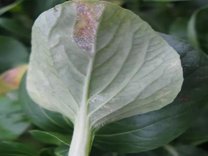 青霉病属于灰霉病还是软腐病,蔬菜霜霉灰霉病克星