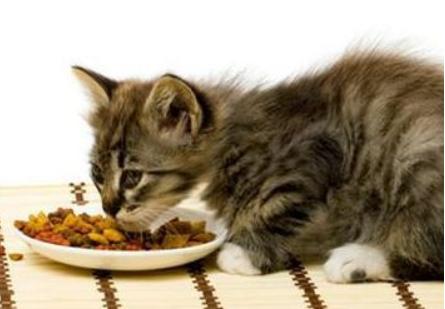 猫咪厌食的原因和解决方法,猫咪突然吃猫粮吃得很少怎么办