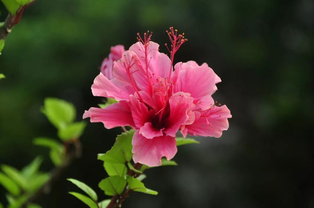 100种常见观叶植物图鉴史上最全,农村常见的100种植物