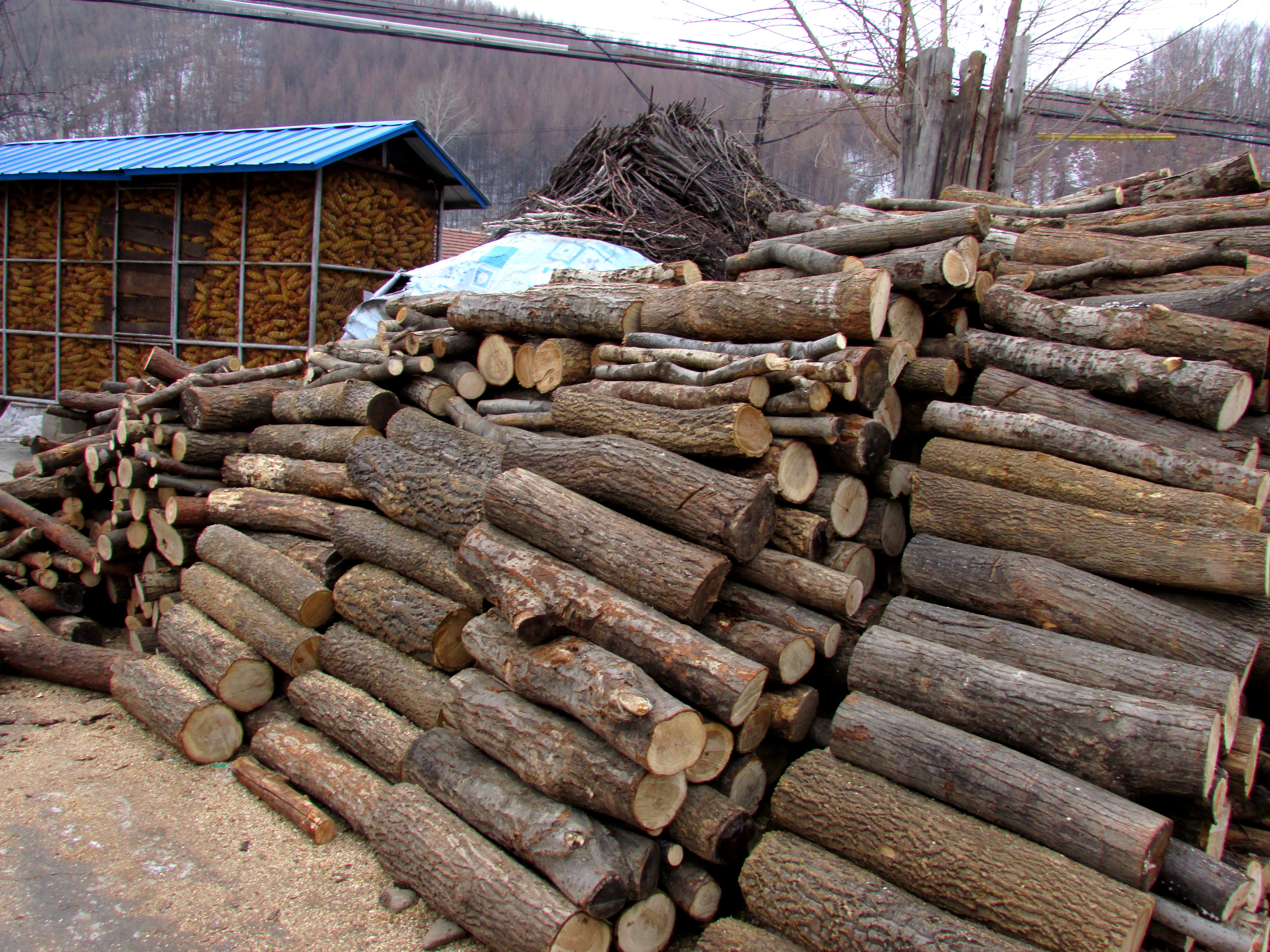 东北杀年猪来吃猪肉,老东北杀年猪